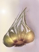 Allium sativa