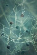 Rhizopus stolonifer